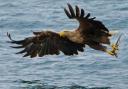 The white-tailed sea eagle is a protected species but has plagued the rural Scottish farming community