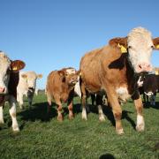 A case of Bovine Spongiform Encephalopathy has been detected on a farm in Ayrshire
