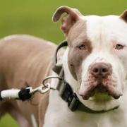 New rules for XL bully dogs will be introduced in Scotland