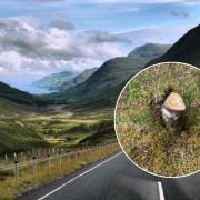 Members of an NC500 Facebook group shared images of fresh tree stumps which appeared to have been cut down for firewood