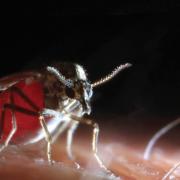 Sequencing of biting midge genome paves way for control