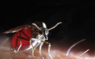 Sequencing of biting midge genome paves way for control