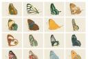 © University of Oxford, Museum of Natural History. A selection of Lepidoptera illustrated in Jones’s Icones, showing the undersides of their wings.