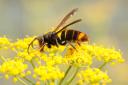 Those who see an Asian hornet are being urged to report the sighting