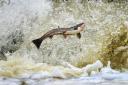A salmon returns upstream from the sea. The fish cover huge distances to fresh waters to spawn. Photo: Jeff J Mitchell/Getty