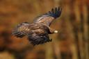 A golden eagle translocated to the south of Scotland is feared dead after going missing last year