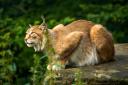 Lynx UK Trust aims to bring the predator back to areas of Argyll and Inverness-shire