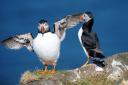 Puffins are thought to be mistaking microplastics for krill