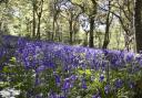 Kinclaven Bluebell Wood was named one of the 'most beautiful' places in Europe to see spring flowers bloom