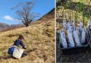 Young wych elm trees have been transferred from the Royal Botanic Garden Edinburgh and replanted in Glen Affric