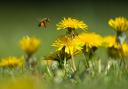 Wild flower nectar is vital for a whole host of insects