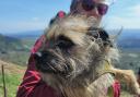 A walker called the Moutain Rescue Team after the Border Terrier fell over the edge and couldn't be seen