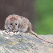 New Zealand has vowed to exterminate its rats by 2050.