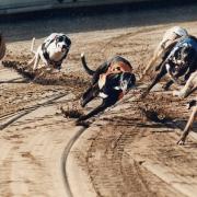 'Greyhound racing is and always has been a high-risk and gambling-led sport,' Green MSP Mark Ruskell argues