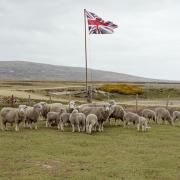 Sheep gather beneath a Union flag on the Falkland Islands