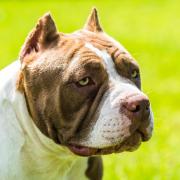 The American XL bully dog is to be banned in the UK by the end of 2023