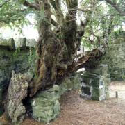 The Fortingall yew tree, located near Aberfeldy, is the oldest living organism in Europe