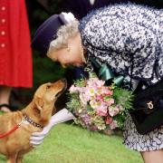 The Queen's Favourite Animals was followed by Crufts or Inside The Tower of London