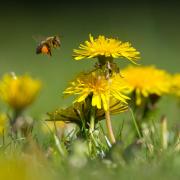 Wild flower nectar is vital for a whole host of insects