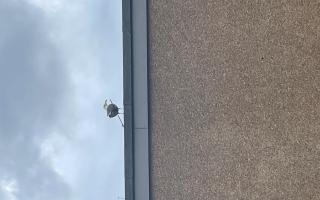 The gull was seen in the vicinity of Bourtreehill Health Centre on Cheviot Way with an arrow through its wing.