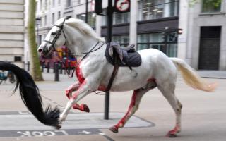 Images showed a horse running through central London 'covered in blood'