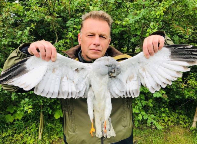 Chris Packham and the dead hen harrier that died after getting caught in an illegal spring trap