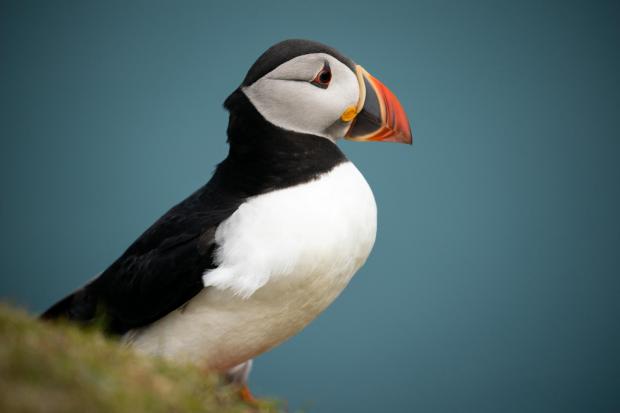 The National: Endangered: Puffins in Scotland