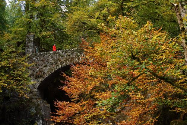 The Hermitage woodland site near Dunkeld in Perthshire is likely to see fans flocking