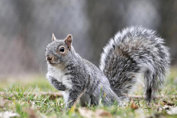 The National: Grey squirrels carry squirrel pox, a disease harmless to them but fatal to their red cousins