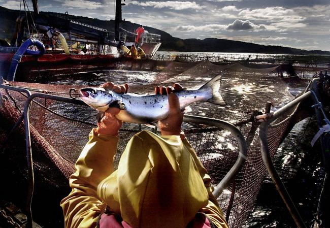 Salmon is a key Scottish industry and our largest food export, but farms could be breaching animal welfare regulations
