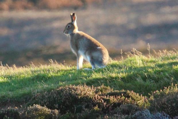 Protecting mountain hares is the least we should do as a progressive country that values our wildlife and countryside