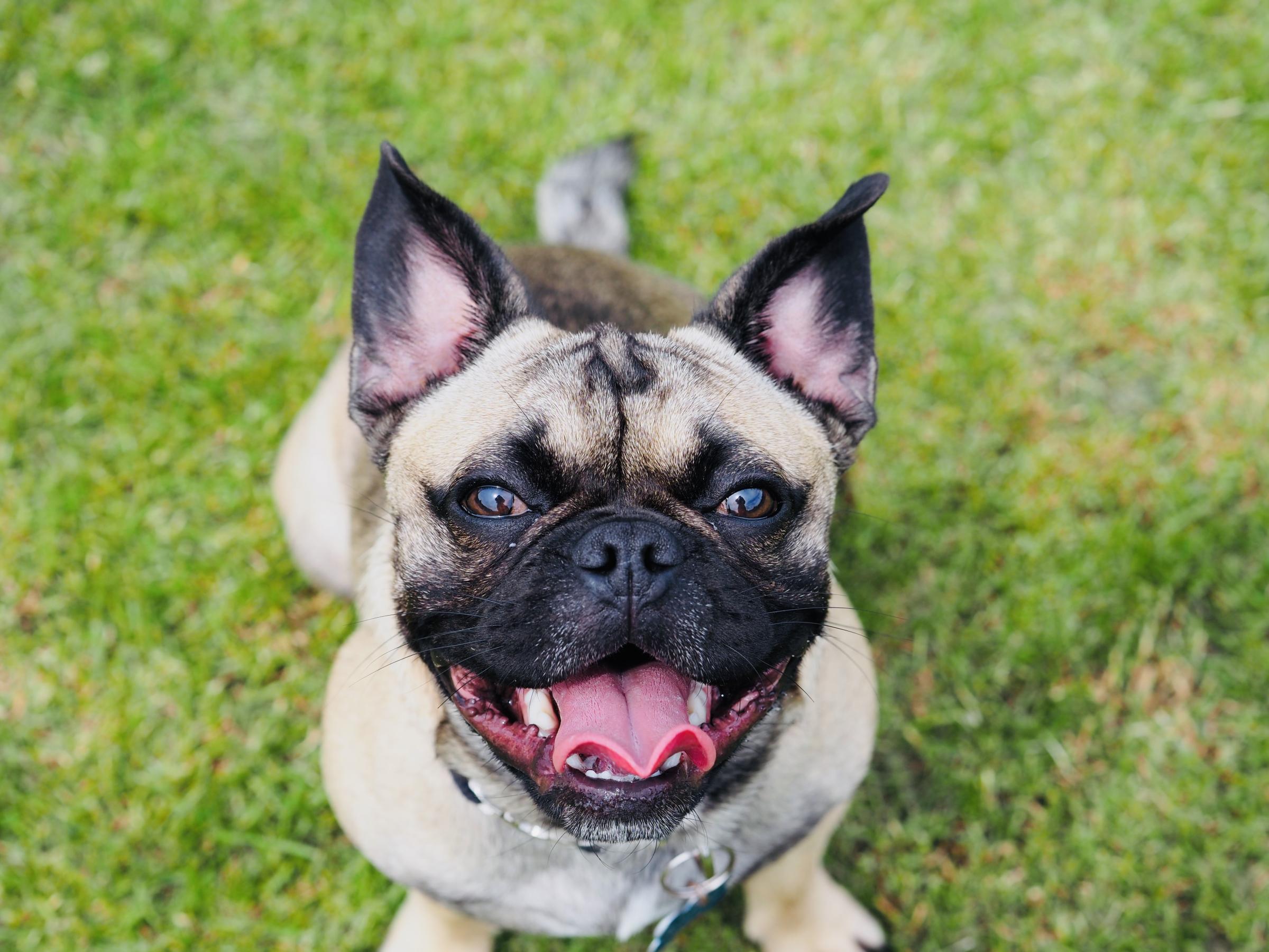 A French bulldog Pug mix awaiting instructions during a training session