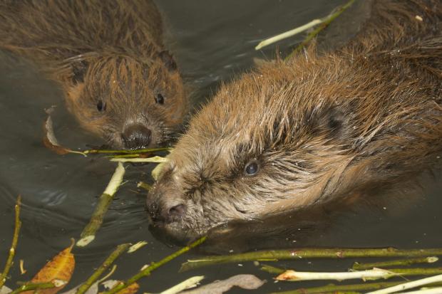 One-fifth of Scotland’s beavers were legally shot last year