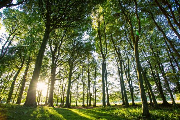 Charities are upping the pressure on the Scottish Government to save the temperate rainforest