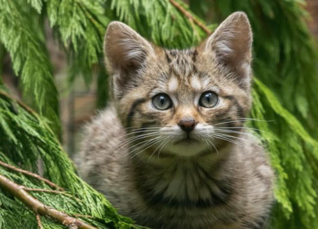 Habitat loss has contributed to Wildcats nearing extinction