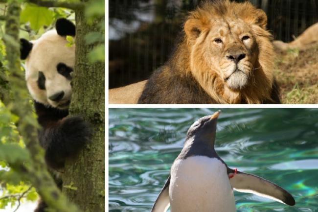 Edinburgh Zoo said its animals were happy to welcome visitors back