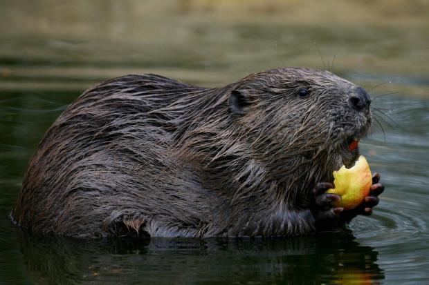 Beavers were killed by estate owners and farmers because they were causing flooding problems by building dams