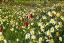 Scottish wildflowers have been going extinct across the country.