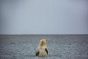 9/5/16 - ALASKA  HOLD FOR CLIMATE CHANGE STORY BY ERICA GOODE - DO NOT USE WITHOUT TALKING WITH MEAGHAN LOORAM Polar bears holding each other in waters  in Kaktovik, Alaska.  CREDIT: Josh Haner/The New York Times                              NYTCREDIT: Jo