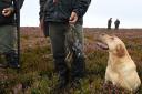 Is Crown Estate land avoiding the full scrutiny of the law when it comes to grouse moors?