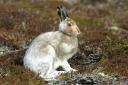 Proper surveying needs to take account of the fact that mountain hares are more active at night