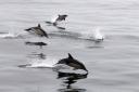 Bumper year for whale and dolphin sightings across Scotland