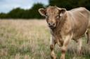 The Australian Agricultural Company has increased the size of its herd in anticipation of the UK's trade deal going live