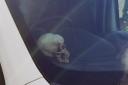 Home Office contractor criticised after 'human skull' left in vehicle