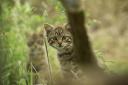 A Scottish Wildcat kitten