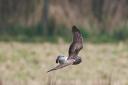 A hen harrier in flight. The species is one of those found in the Dumfries & Galloway region.