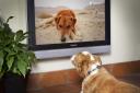 DogTV has been developed following research into animals’ physiological and psychological needs