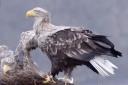Skye, who lives on Mull, has been confirmed as the oldest white-tailed sea eagle on record