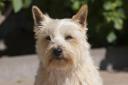 Cairn Terriers are the most beautiful dog breed, according to one new study