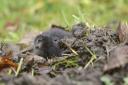 The water vole species is at risk due to urbanisation (Images courtesy of Lorne Gill, NatureScot)